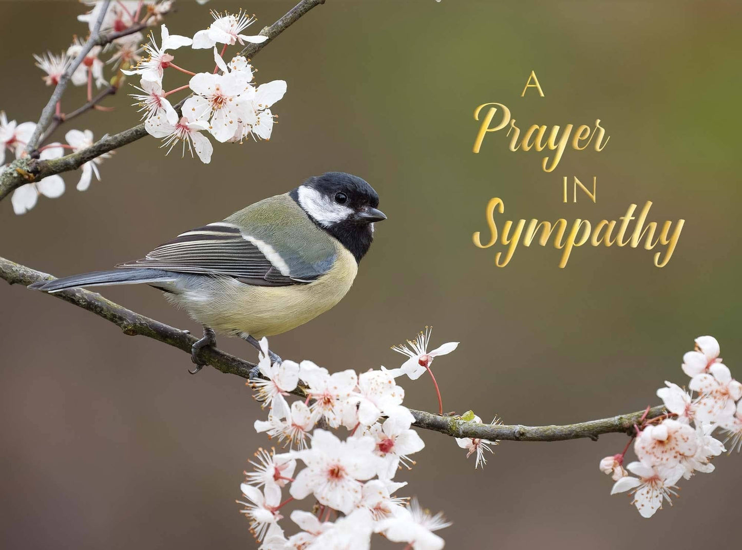 Crown Point Graphics - Feathers of Faith - Box of 12 Assorted Sympathy Cards by Shared Blessings