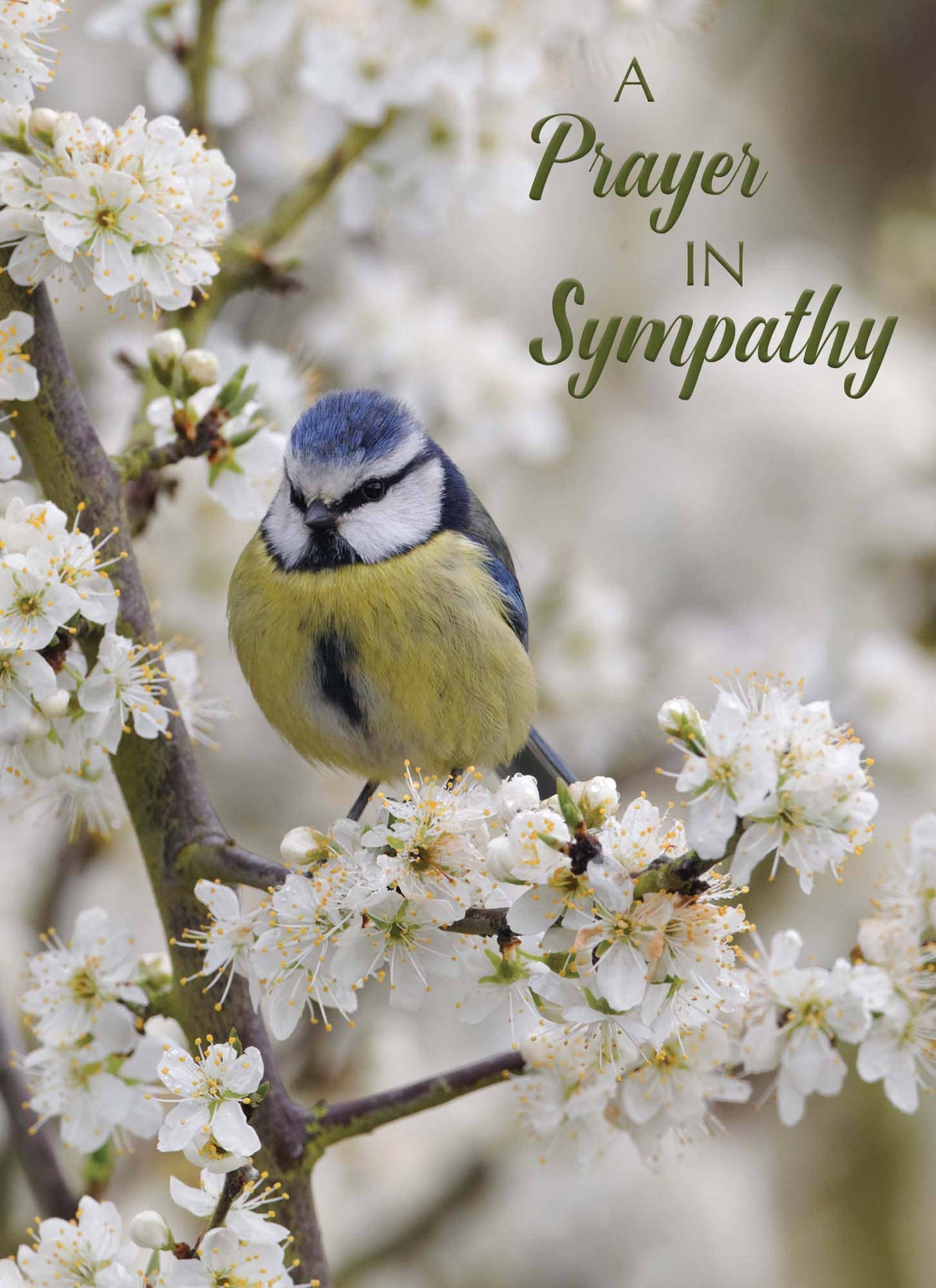 Crown Point Graphics - Feathers of Faith - Box of 12 Assorted Sympathy Cards by Shared Blessings