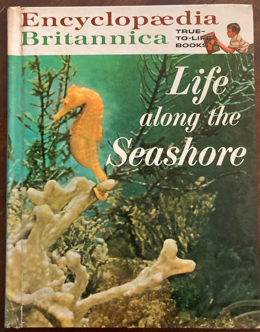 Encyclopaedia Britannica Life Along The Seashore