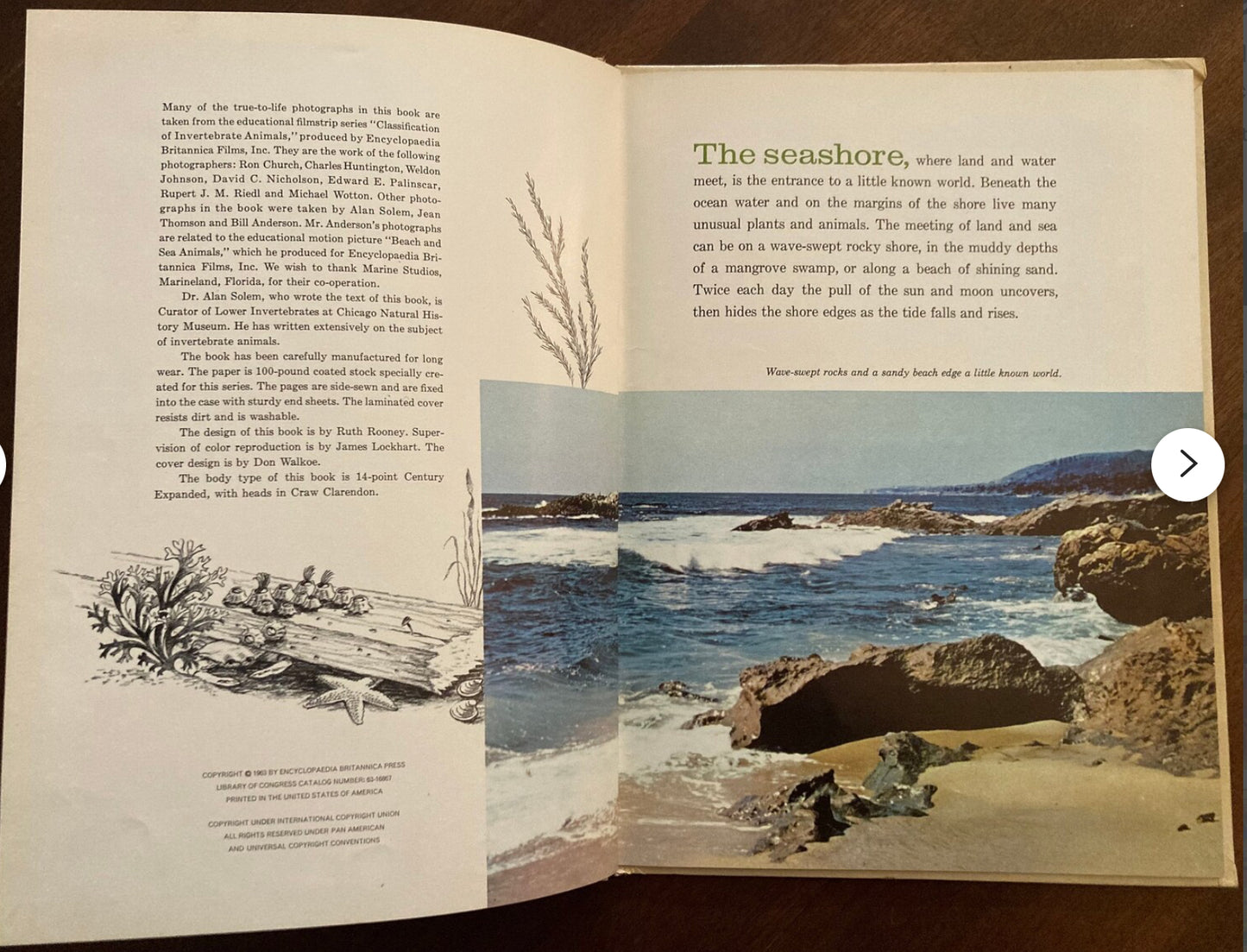 Encyclopaedia Britannica Life Along The Seashore