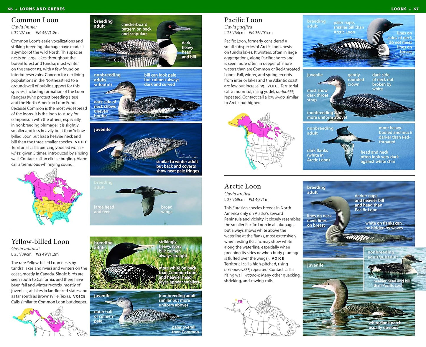 National Wildlife Federation Field Guide to Birds of North America