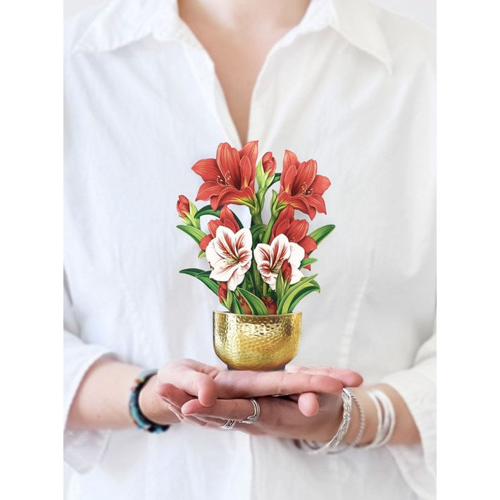 Mini Scarlet Amaryllis