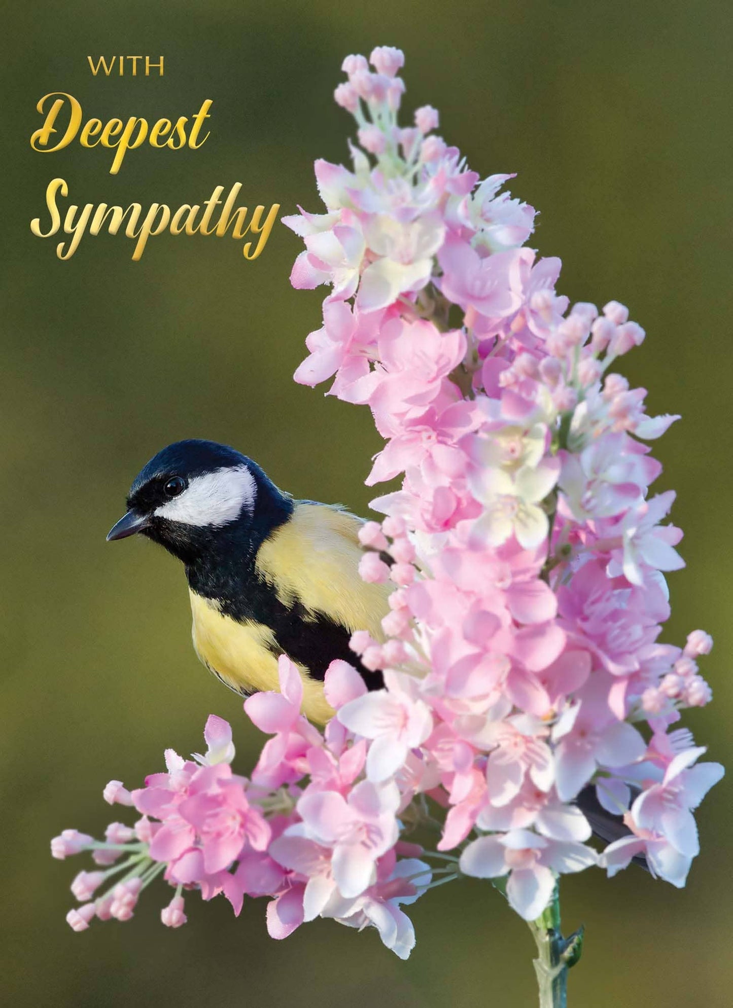 Crown Point Graphics - Feathers of Faith - Box of 12 Assorted Sympathy Cards by Shared Blessings